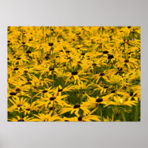 Poster de la flor de Rudbekia