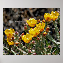Poster de la flor del cactus