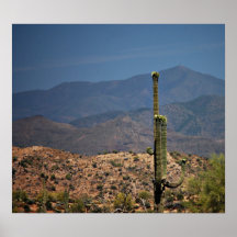 Poster de la flor del cactus del Saguaro
