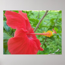Poster de la flor del hibisco