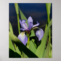 Poster de la flor del iris de la bandera azul