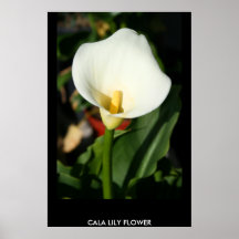 Poster de la flor del lirio de Cala, impresión