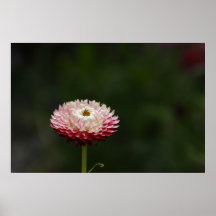 Poster de la flor eterna