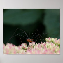 Poster de la floración 10x8 de la araña
