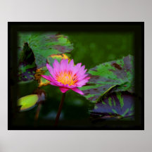 Poster de la floración de Lotus