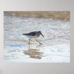 Poster de la foto del chorlito aflautado
