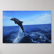 Poster de la foto del delfín