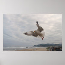 Poster de la gaviota