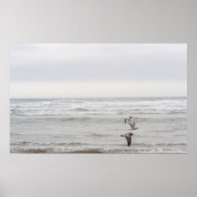 Poster de la gaviota