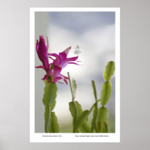 Poster de la hada de la sombra del cactus de navid