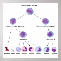 Poster de la hematopoyesis