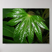 Poster de la hoja del aceite de ricino