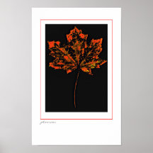Poster de la hoja del escarlata