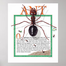Poster de la hormiga