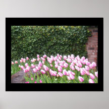 Poster de la imagen de los tulipanes del jardín