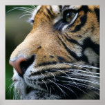 Poster de la imagen del tigre