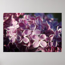 Poster de la lila de la lavanda