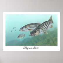 Poster de la lubina rayada