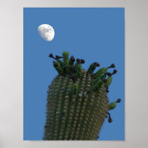 Poster de la luna del Saguaro