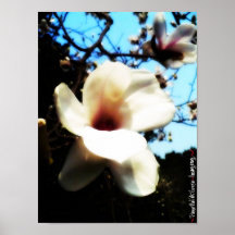 poster de la magnolia