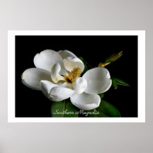 Poster de la magnolia