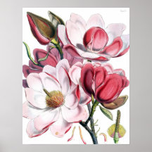 Poster de la magnolia