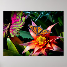 Poster de la mariposa