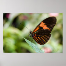 Poster de la mariposa