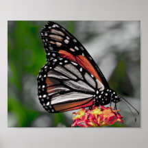Poster de la mariposa