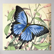 Poster de la mariposa de los azules de la montaña