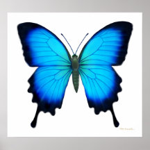 Poster de la mariposa de Papilio Ulises