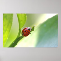 Poster de la mariquita