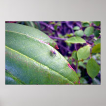 Poster de la mosca del adolescente