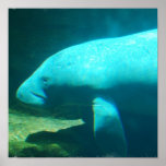 Poster de la natación del Manatee