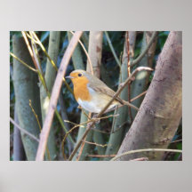 poster de la naturaleza