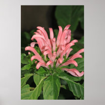 Poster de la naturaleza de la planta del camarón