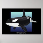 Poster de la orca
