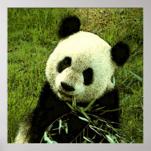 Poster de la panda - impresiones de los posters de
