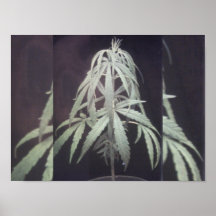 Poster de la planta