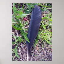 Poster de la pluma de los cuervos