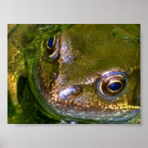 Poster de la rana