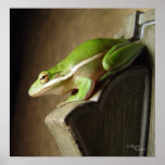 Poster de la rana arbórea de la Florida