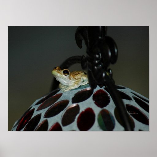 Poster de la rana arbórea del bebé