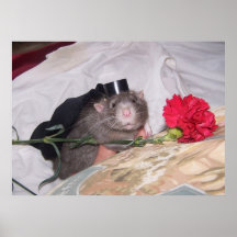 Poster de la rata del mascota de Joah del caballer