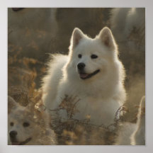 Poster de la raza del perro del samoyedo
