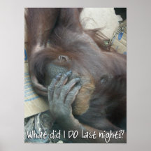 Poster de la resaca del orangután