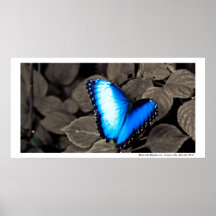 Poster de la selva tropical de la mariposa - 001