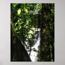 Poster de la selva tropical y de la cascada