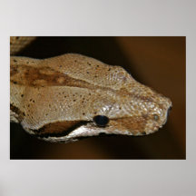 Poster de la serpiente