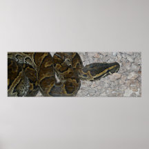 poster de la serpiente 24